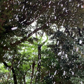 桜さくらの画像