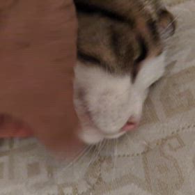 ８／１０ちょろ美ちゃんの画像