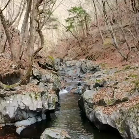 シャロムの森への画像