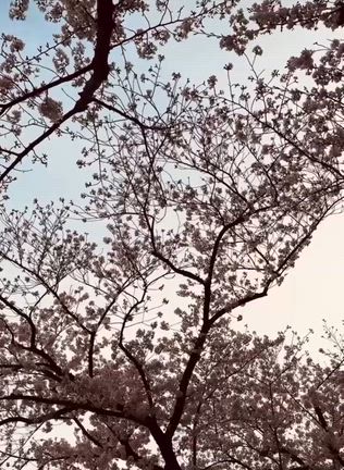 桜の記事動画