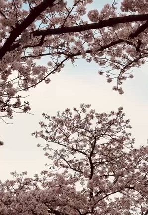 桜の記事動画
