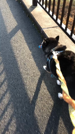 レイさんと保護っ子達❣️の記事動画