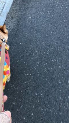 レイさんの朝散歩❣️の記事動画