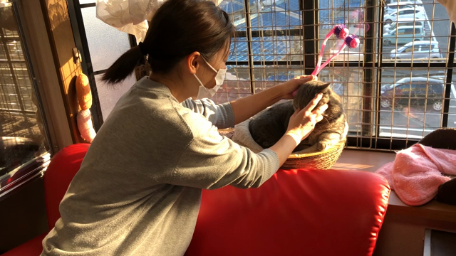 りょーこさんの猫ボランティア❣️の記事動画
