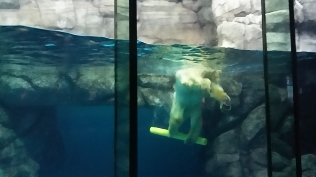 シロクマさんが遊ぶ動画の記事動画