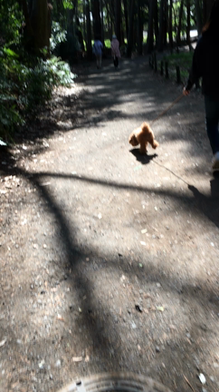泉の森にお散歩の記事動画