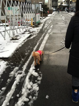 ほたたんの記事動画