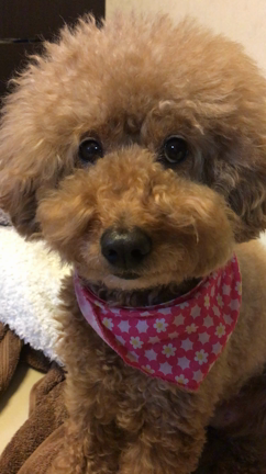 春ですね〜〜の記事動画
