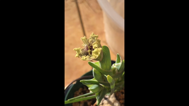 Ferraria 開花。の記事動画
