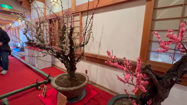 大和郡山　盆梅展とひな祭り　♫の記事動画