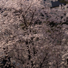 桜の画像