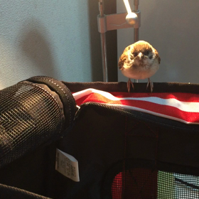 ぴーちゃんその後の画像