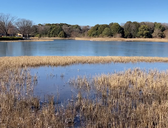 雪の日の昭和記念公園レポの記事動画