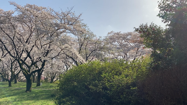 昭和記念公園セグウェイツアー再開しました！の記事動画