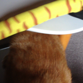 ワン！と鳴きそうな猫。の画像