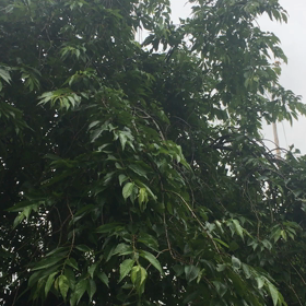 今日は住宅デー　ウグイスの鳴き声で癒されての画像
