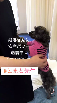 とまと先生のお仕事 安産パワー注入の記事動画