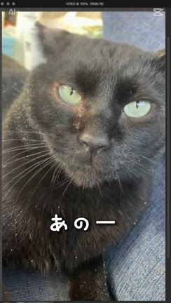 おみくじは神さまからのメッセージの記事動画