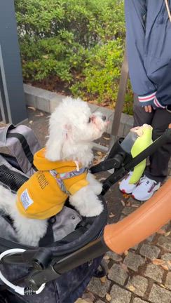 がくのヘンテコ？リラックス法の記事動画