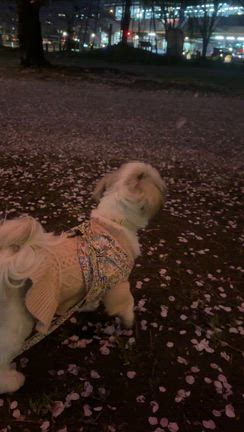 すももちゃんを病院に連れて行きました。の記事動画