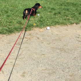 犬には青じそ！の画像