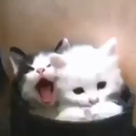 見てくださいの画像