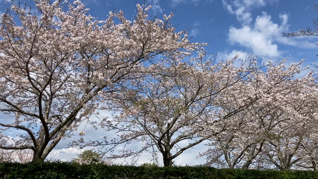 館山城の桜の記事動画