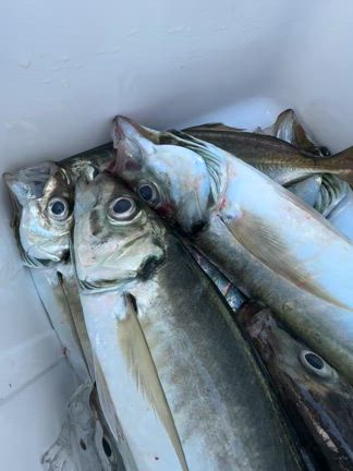 7月12日(土)【清和丸Ⅴ】デカアジ釣り　の記事動画