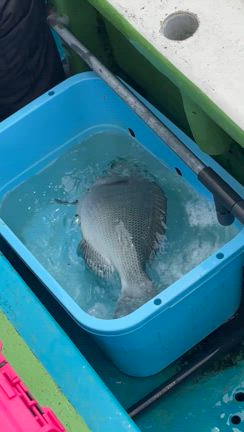 5月1日(木)【清和丸Ⅴ】アマダイ、グレ狙い　の記事動画