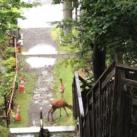 日光の旅で授かった癒しと守護の画像