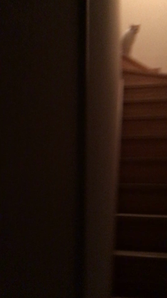にゃんこのお出迎えの記事動画