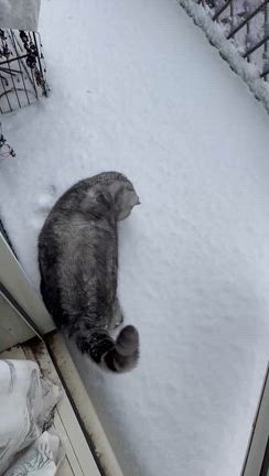 今年、雪が降った時のネコちゃんの記事動画