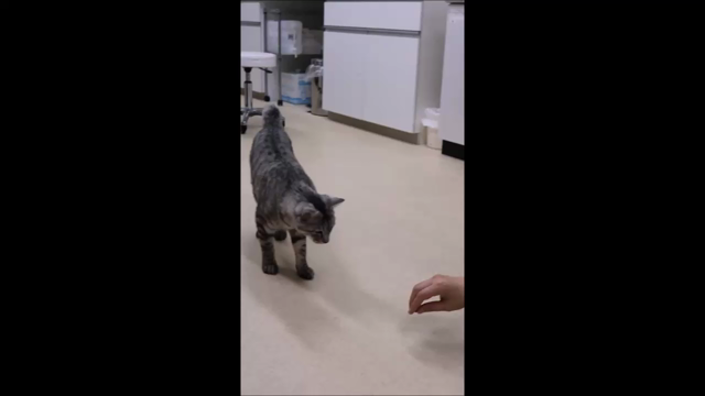 ファンタの日常　その15の記事動画