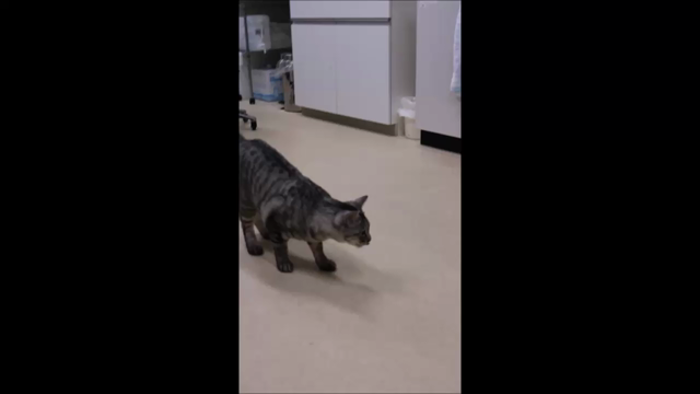 ファンタの日常　その15の記事動画