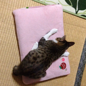 マタタビ効果の画像