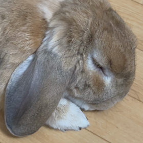 大事にっての画像