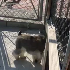 がんばれ！の画像