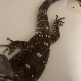 アフリカンロックモニターの画像