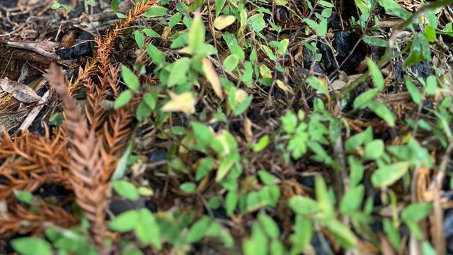 すてるす・ゆーとぴあ3の記事動画