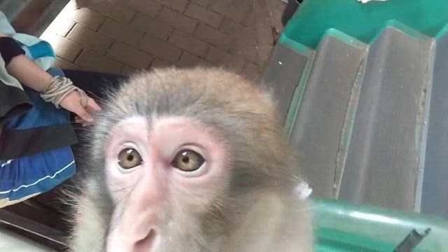 あけましておめでとうございます！の記事動画