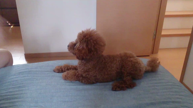 出来た!!の記事動画