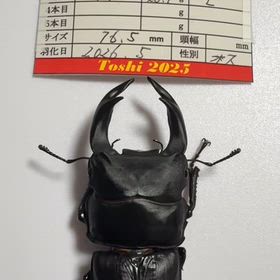我が家にオオクワガタがやってきましたの画像