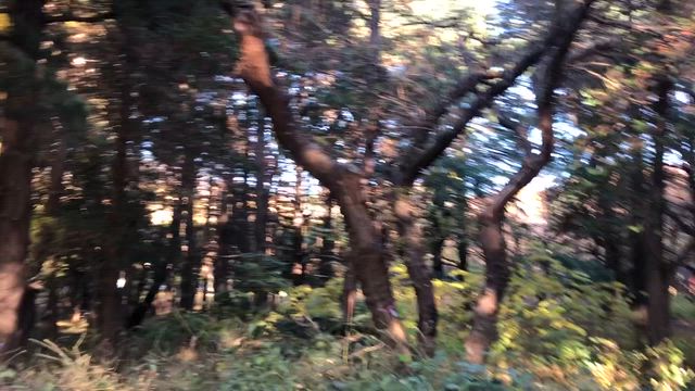 ピクニックの記事動画