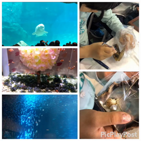 名古屋港水族館♪真珠を取り出す体験！の画像