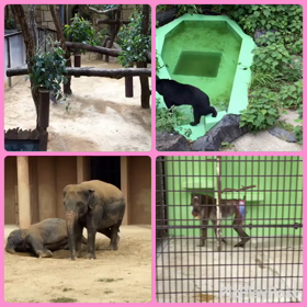 【東海 おすすめ お出かけ】東山動植物園の画像