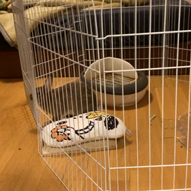 男前なフニちゃんの画像