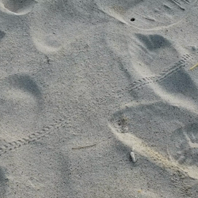 今日はシャンソンの日の画像