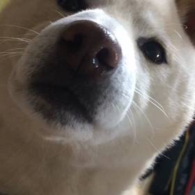チロ♪ちゅ♡ちゅっ♡チュー♡♡の画像