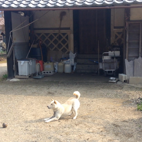 見て♪見て♪うちのチロの得意技☆☆の画像