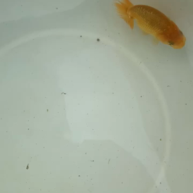 魚は平和の画像